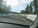 Reindeer on the road to Kiruna.