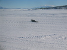 A seal pup on the Willy Field Road.