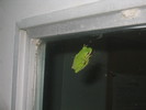 A tree frog on the door discovered by Nick and photographed by Gaelen.