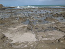 The petrified forest at Curio Bay.  I was very fortunate to stumble upon it at low tide.  At high tide, it's all covered.