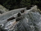 More snoozing fur seals.